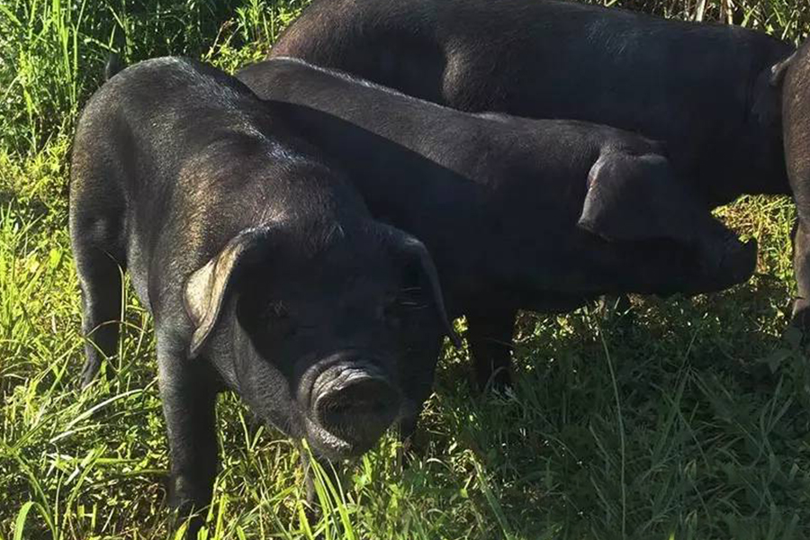 湘西黑猪.jpg 湘西黑猪.jpg